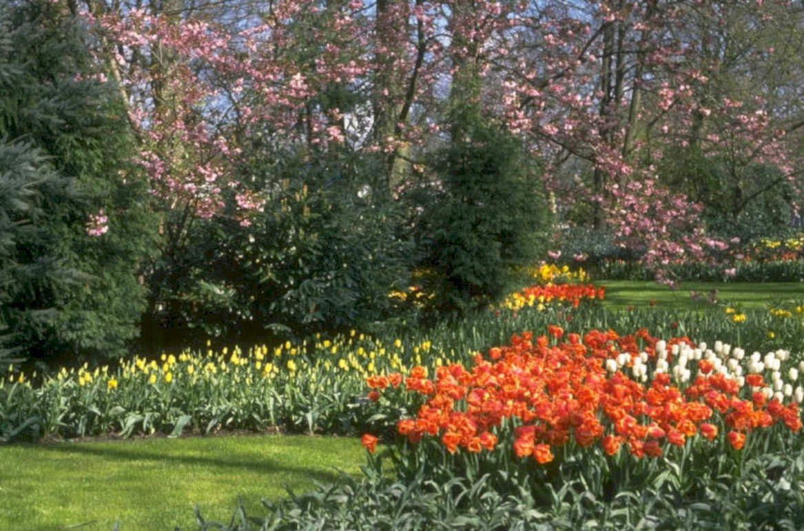 tulips daffodils garden 2 1980s 1990s A4 Photo Print