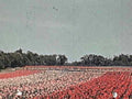 tulips farmer field1980s 1990s A4 Photo Print
