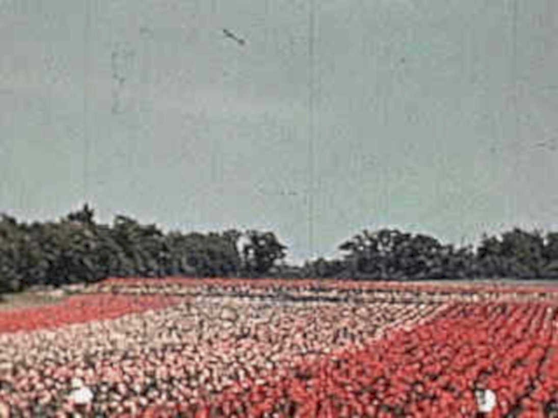 tulips farmer field1980s 1990s A4 Photo Print