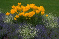 tulips forget me 1 1980s 1990s A4 Photo Print