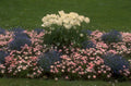 tulips forget me 2 1980s 1990s A4 Photo Print