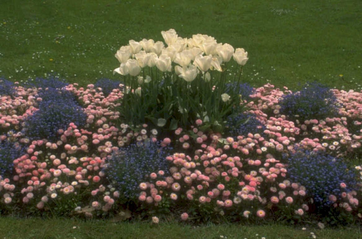 tulips forget me 2 1980s 1990s A4 Photo Print