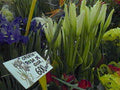 tulips irises flowers1980s 1990s A4 Photo Print