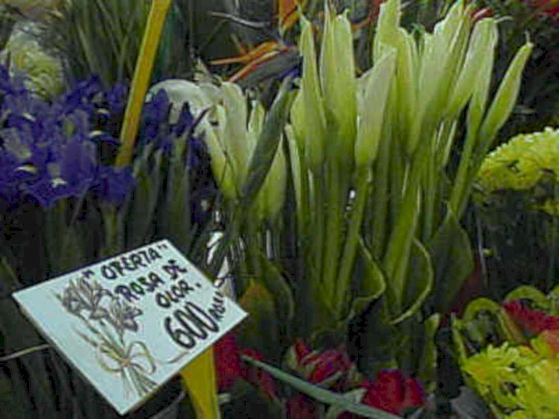 tulips irises flowers1980s 1990s A4 Photo Print