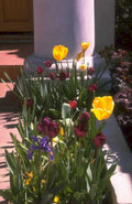 tulips irises garden 1980s 1990s A4 Photo Print