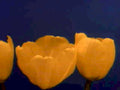 tulips orange petals1980s 1990s A4 Photo Print