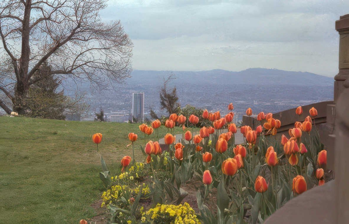 tulips skyline oregon Vintage A4 Photo Print