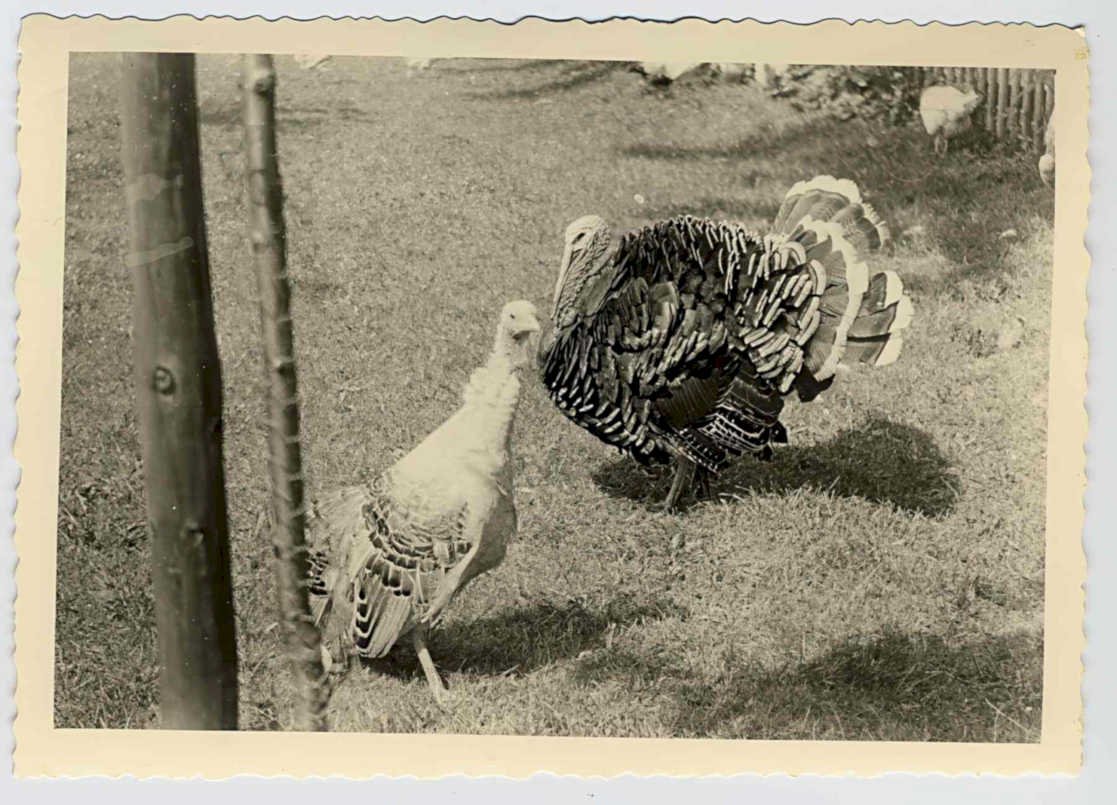 turkey flock rural Vintage world war A4 Photo Print