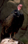 turkey vulture rock 1980s 1990s A4 Photo Print
