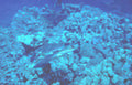 turtle reef blue Vintage A4 Photo Print