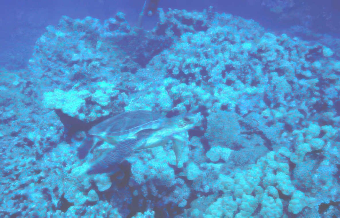 turtle reef blue Vintage A4 Photo Print