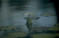 turtle water lily GIGA Vintage A4 Photo Print