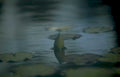 turtle water lily Vintage A4 Photo Print