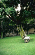 twistedtreebench garden latelight Vintage A4 Photo Print