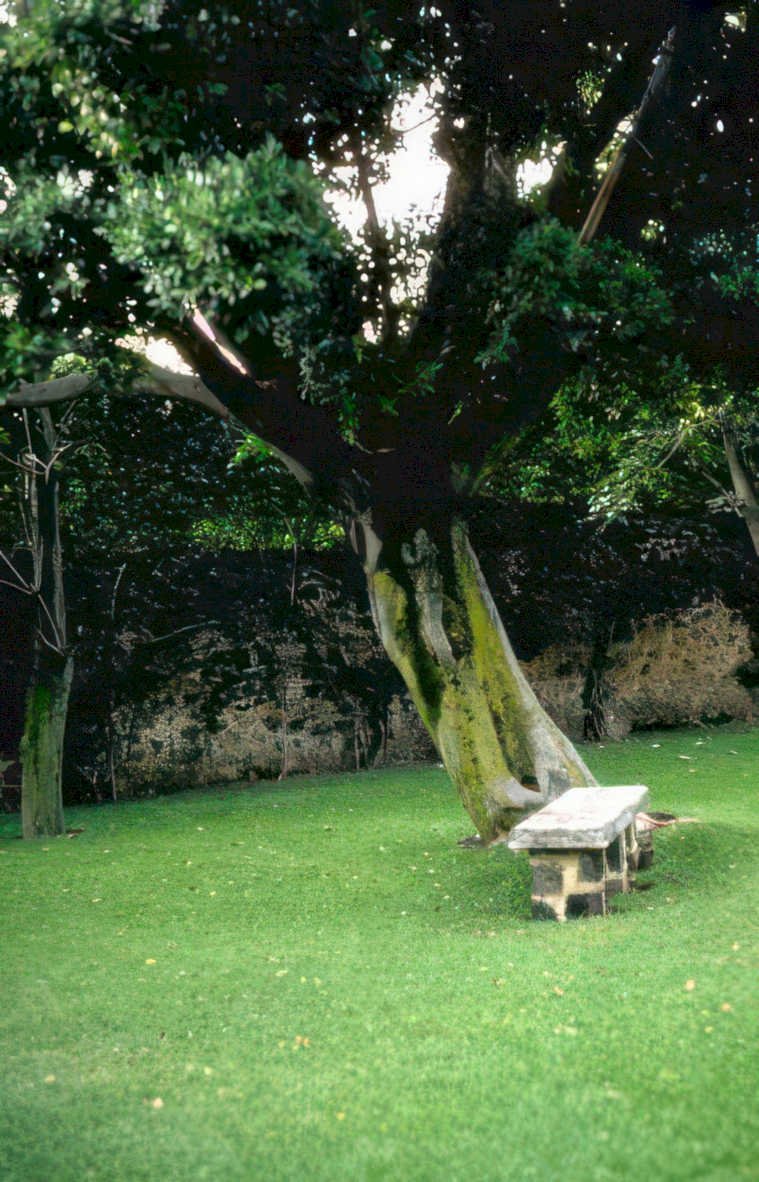 twistedtreebench garden latelight Vintage A4 Photo Print