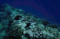 underwater reef fish Vintage A4 Photo Print