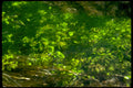 underwater stream plants1980s 1990s A4 Photo Print