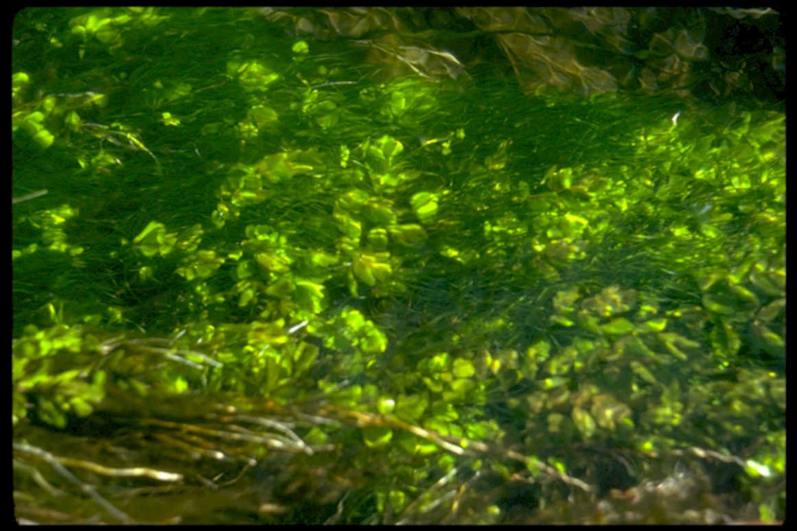 underwater stream plants1980s 1990s A4 Photo Print
