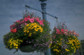 urban flower baskets 1980s 1990s A4 Photo Print