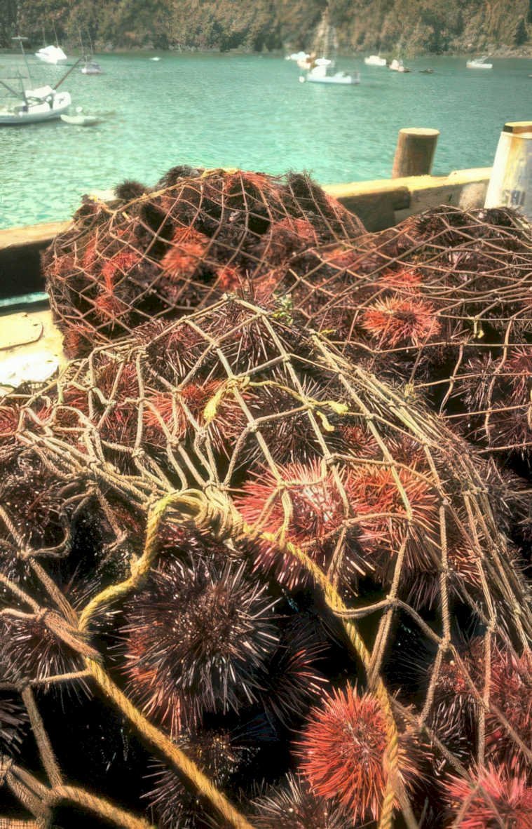 urchin catch hold Vintage A4 Photo Print