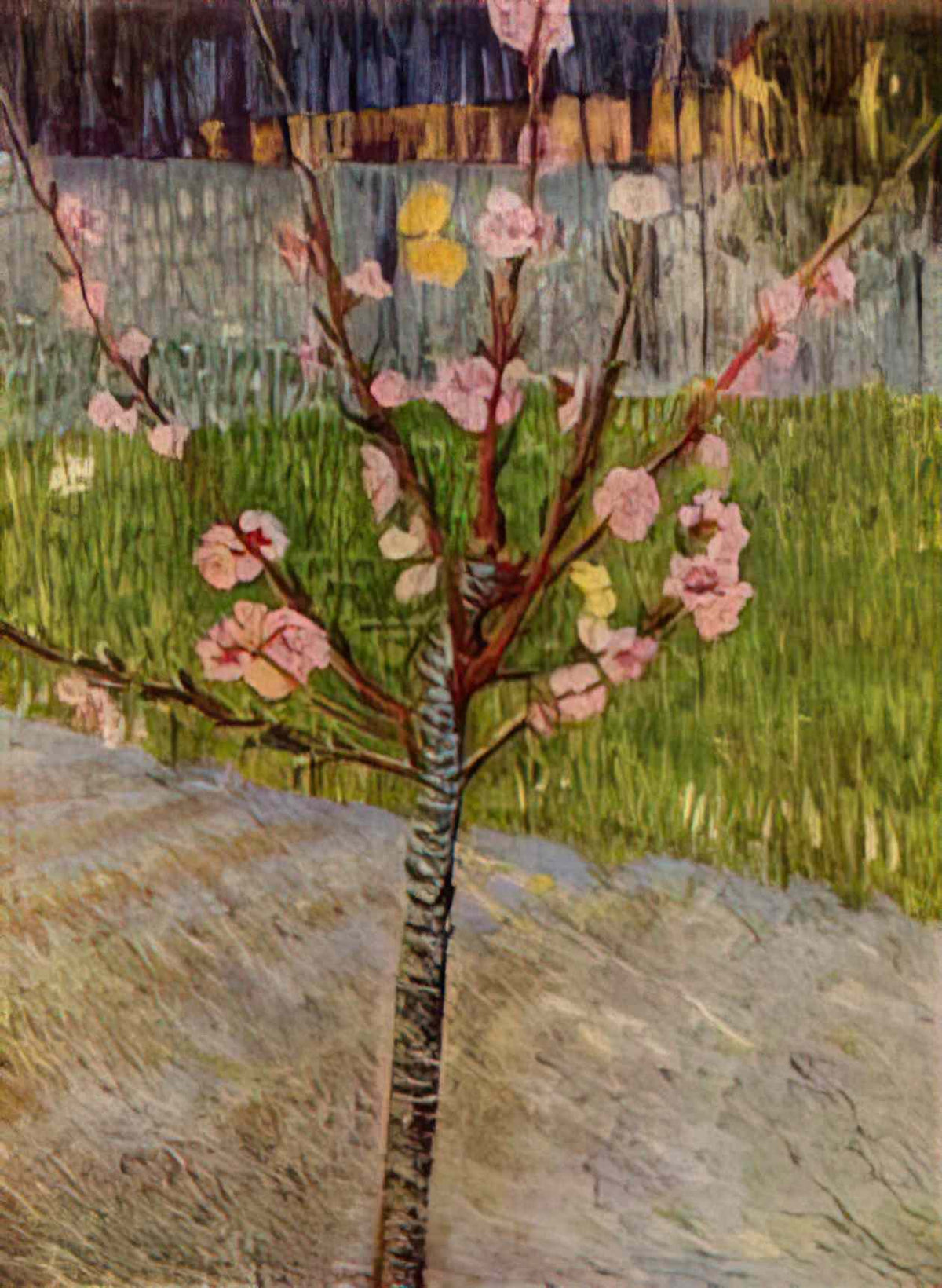 van gogh almond tree in blossom 1888 Art A4 Photo Print