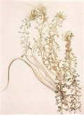 van gogh blossoming branches Art A4 Photo Print
