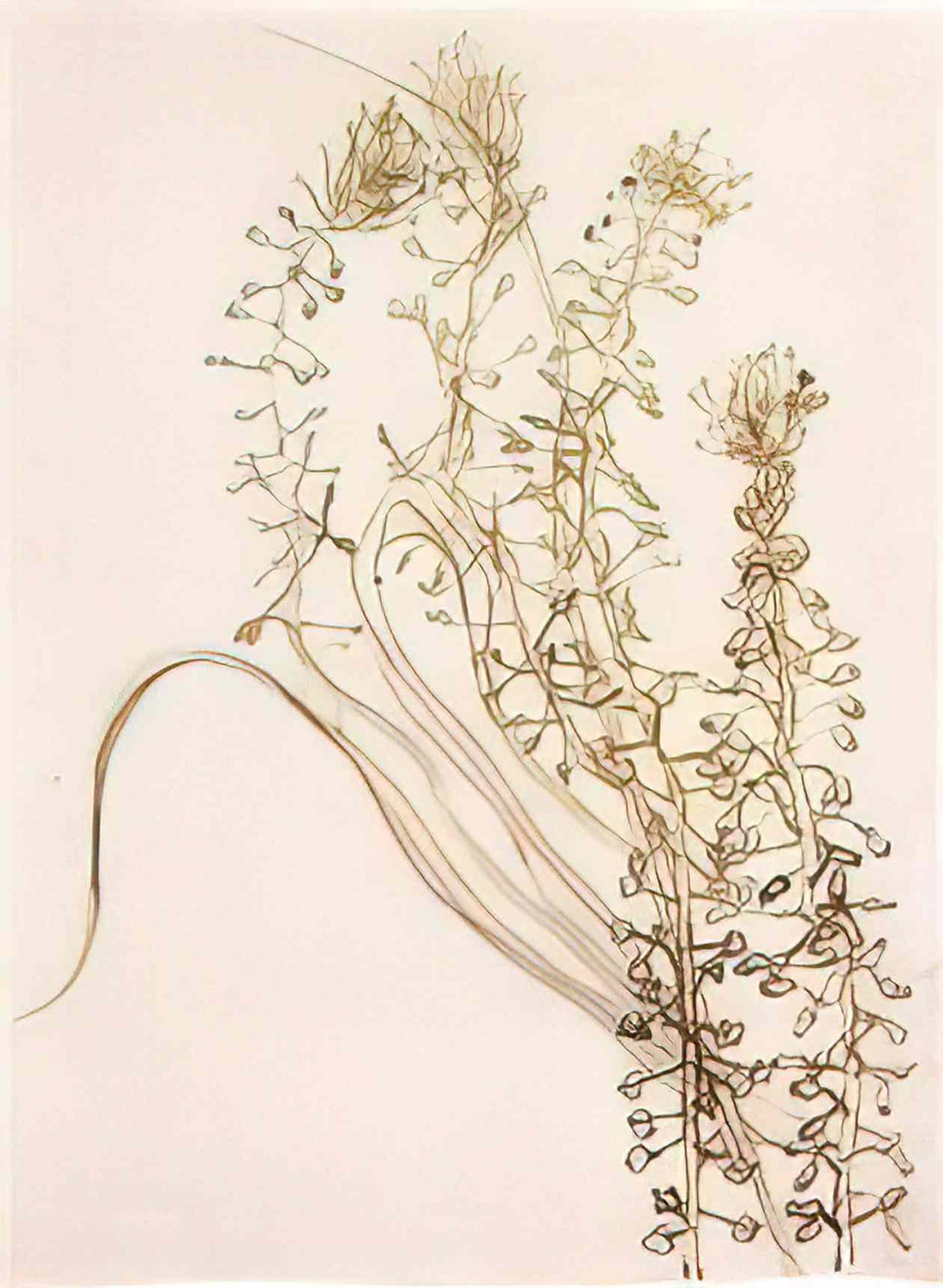 van gogh blossoming branches Art A4 Photo Print