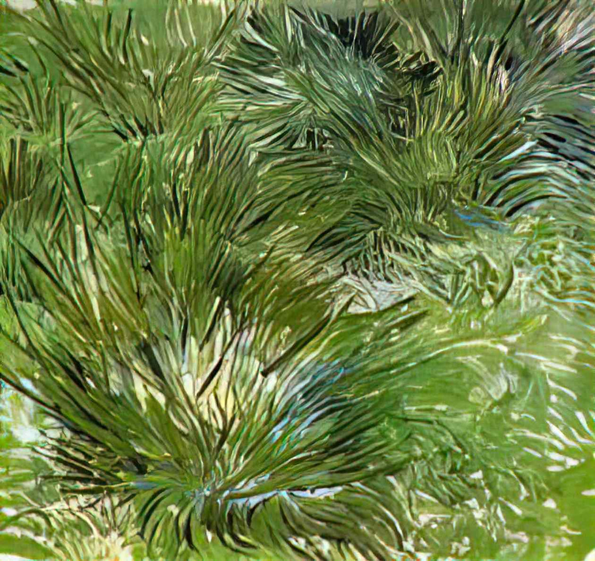 van gogh clumps of grass 1889 Art A4 Photo Print
