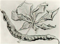 van gogh dead leaf and pod 1890 Art A4 Photo Print