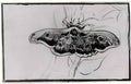 van gogh death s head moth 1889 Art A4 Photo Print