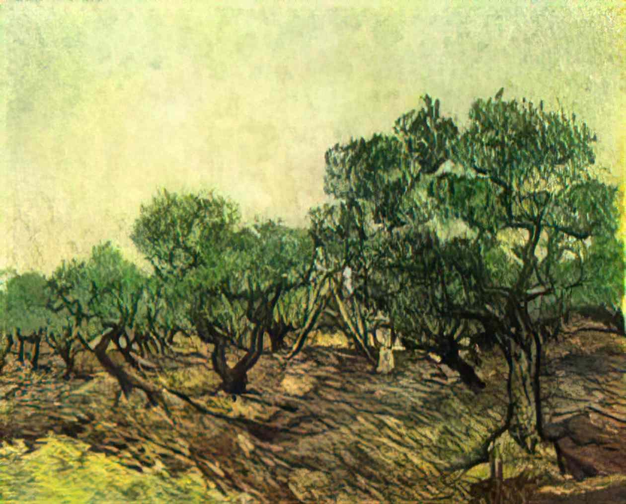 van gogh olive picking 1889 1 Art A4 Photo Print