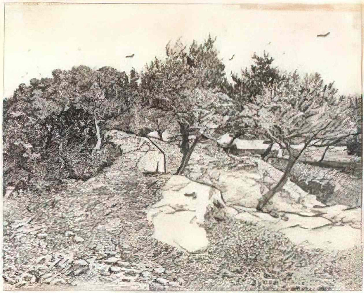 van gogh olive trees 1888 Art A4 Photo Print