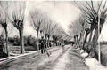van gogh road with pollard willows and man with broom 1881 Art A4 Photo Print
