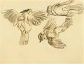 van gogh studies of a dead sparrow 1885 Art A4 Photo Print