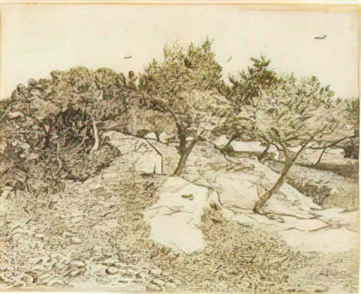 van gogh the olive trees 1888 Art A4 Photo Print