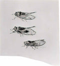 van gogh three cicadas 1889 Art A4 Photo Print