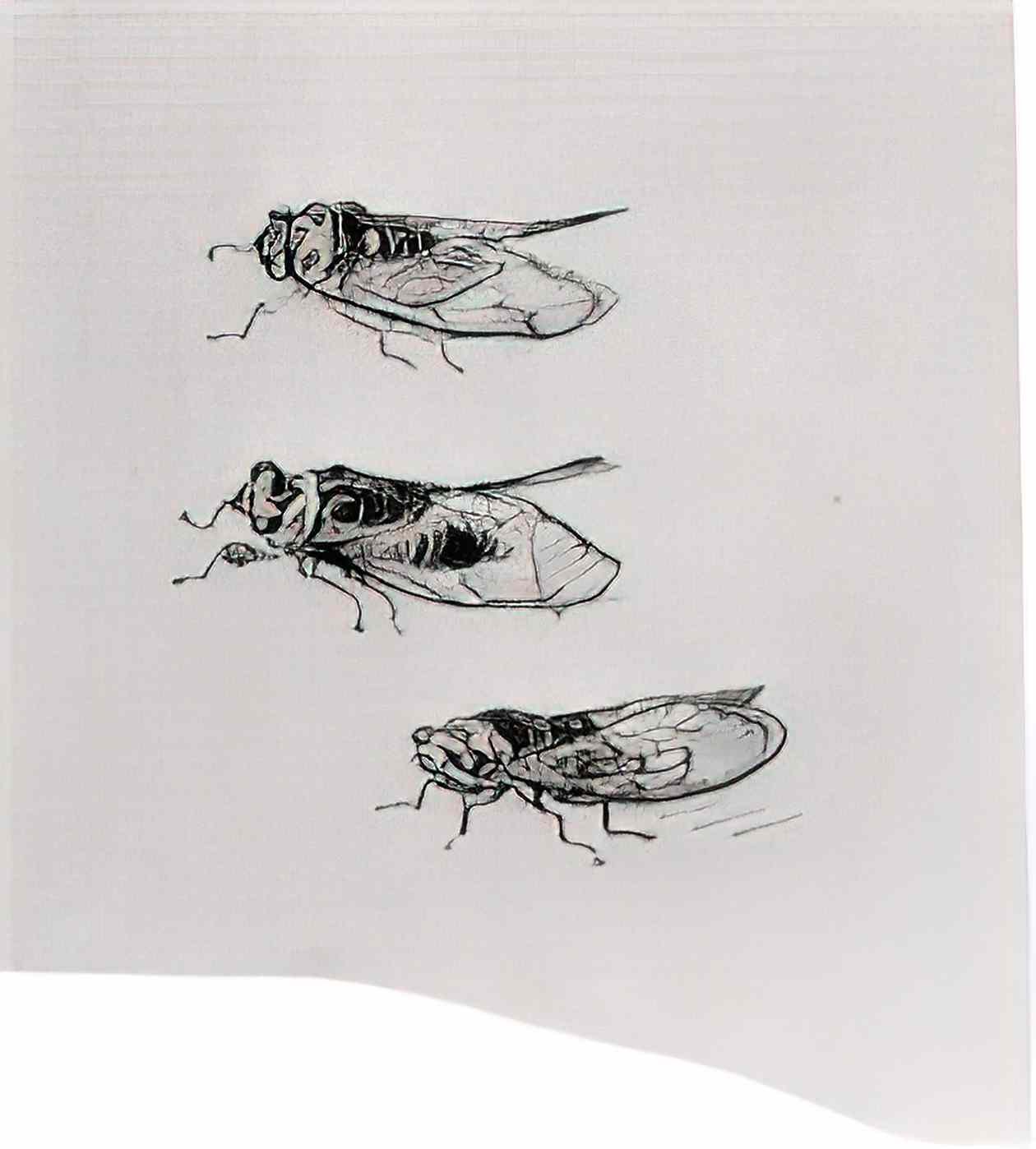 van gogh three cicadas 1889 Art A4 Photo Print