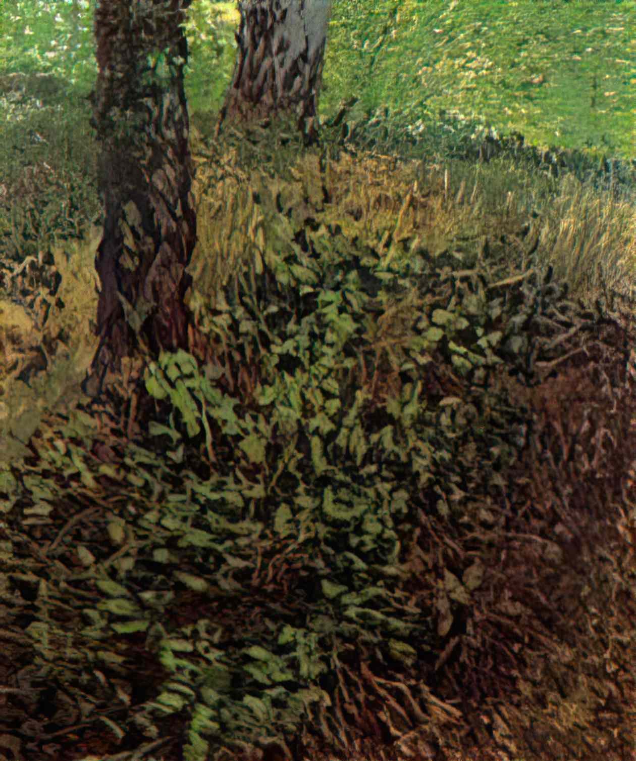 van gogh undergrowth 1887 Art A4 Photo Print