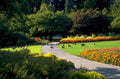 vancouver geese flowers 1980s 1990s A4 Photo Print