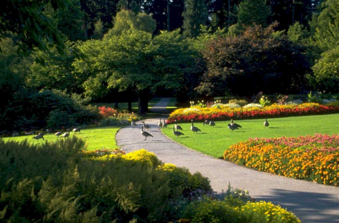 vancouver geese flowers 1980s 1990s A4 Photo Print