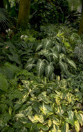 variegated philodendron plants 1980s 1990s A4 Photo Print