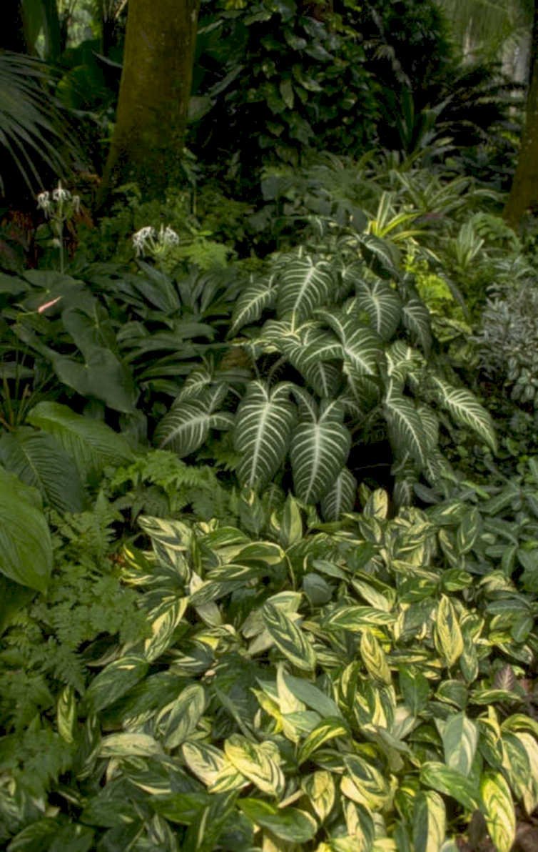 variegated philodendron plants 1980s 1990s A4 Photo Print