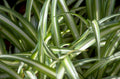 variegated spider plant 1980s 1990s A4 Photo Print