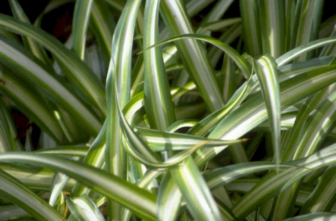 variegated spider plant 1980s 1990s A4 Photo Print