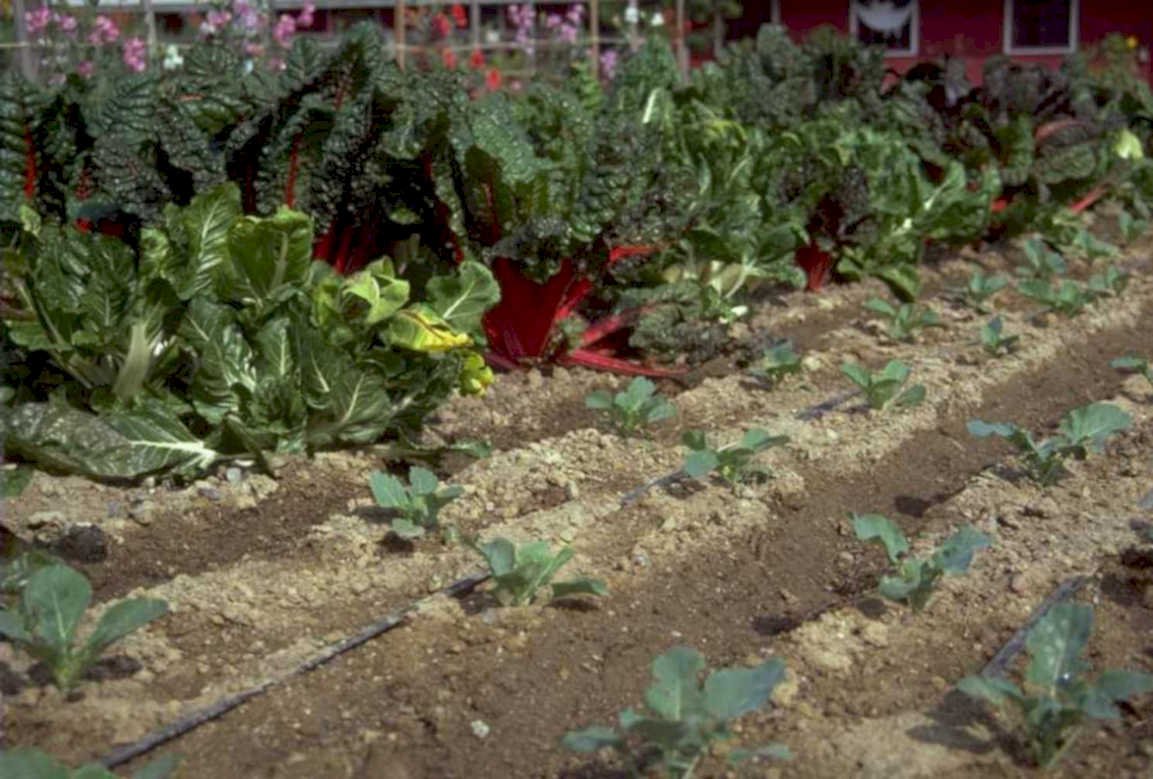 vegetable garden greens 1980s 1990s A4 Photo Print