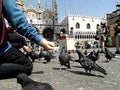venice pigeons stmarks1980s 1990s A4 Photo Print