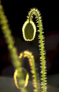 venus flytrap trap Vintage A4 Photo Print