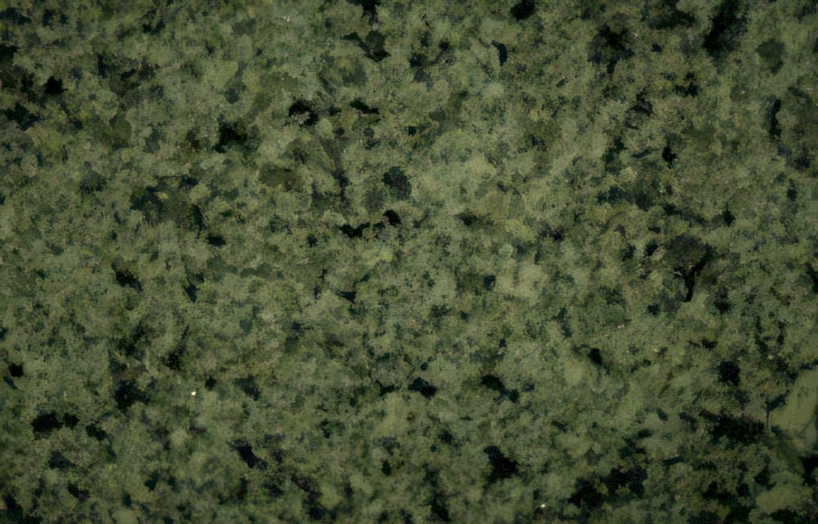 verde peacock granite Vintage A4 Photo Print