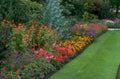 vibrant flowerbed border 1980s 1990s A4 Photo Print