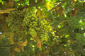 vine grapes harvest 1 1980s 1990s A4 Photo Print